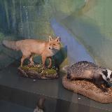 Чучело лисы в краеведческом музее Челябинска
