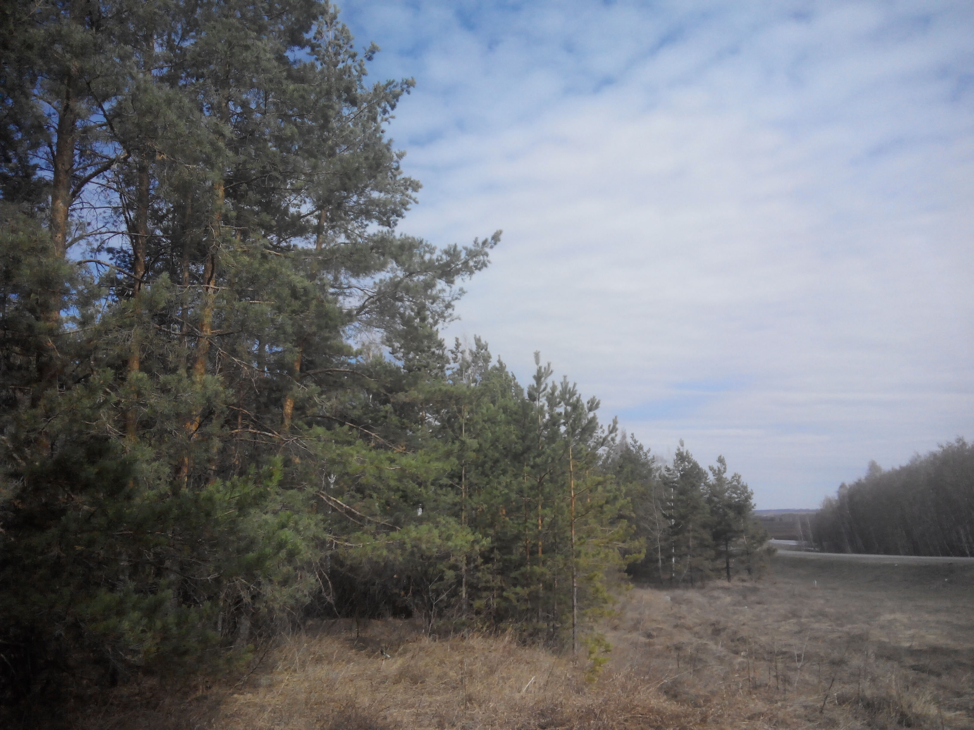 Хвойный лес на границе оренбургской области и татарстана