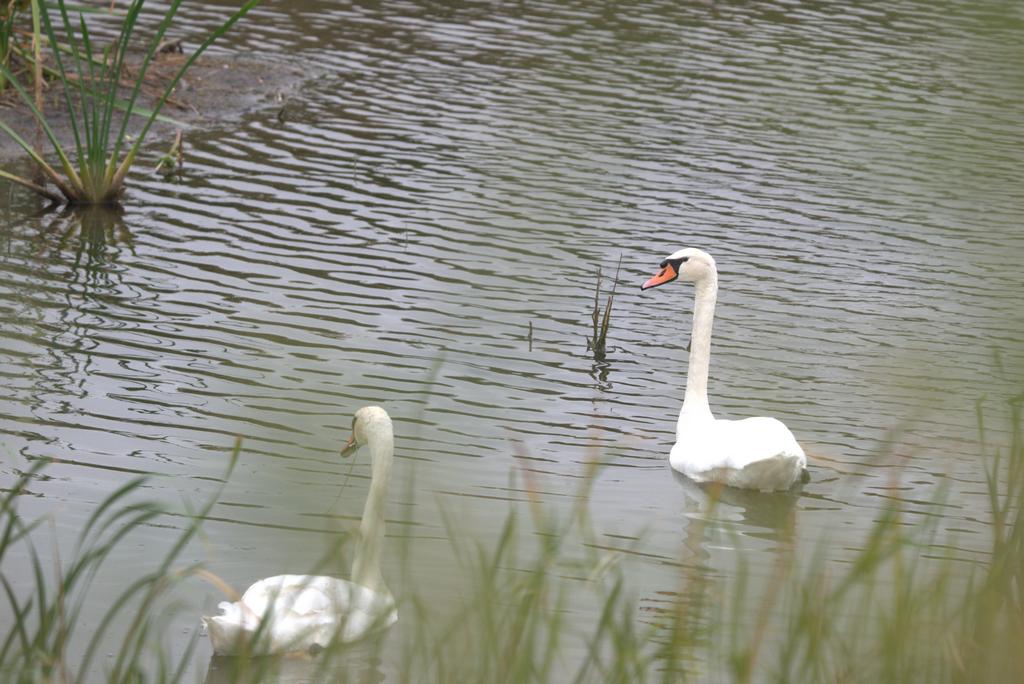 Пара лебедей плывут по озеру