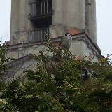 Воробьи на фоне башни церкви Косьмы и Дамиана