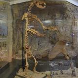 Скелет медведя в краеведческом музее Челябинска