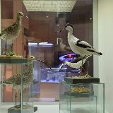 Чучкло птиц в краеведческом музее Челябинска