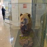 Чучело медведя в краеведческом музее Челябинска