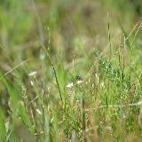 Маленькие белые цветочки в гуще зеленой травы