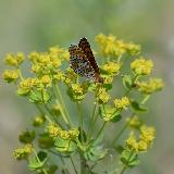Бабочка Шашечница Феба собирающая нектар на цветке